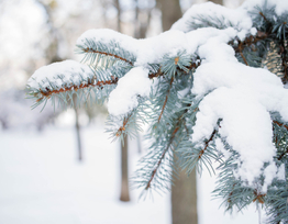 Prepare yourself for the Beast from the East